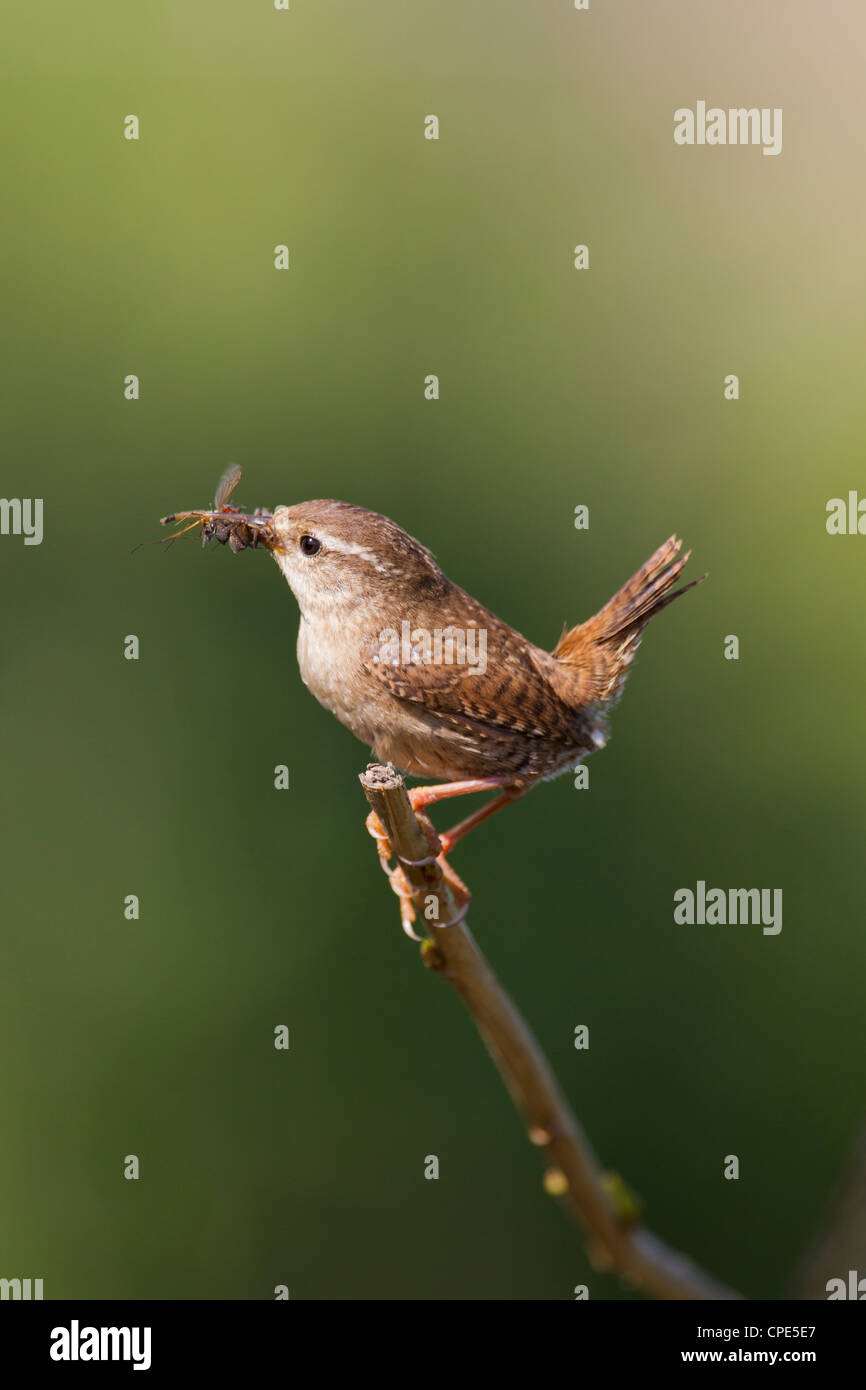 Eurasian Wren Troglodytes troglodytes portando cibo insetto di nidiacei in Banwell, Somerset in maggio. Foto Stock