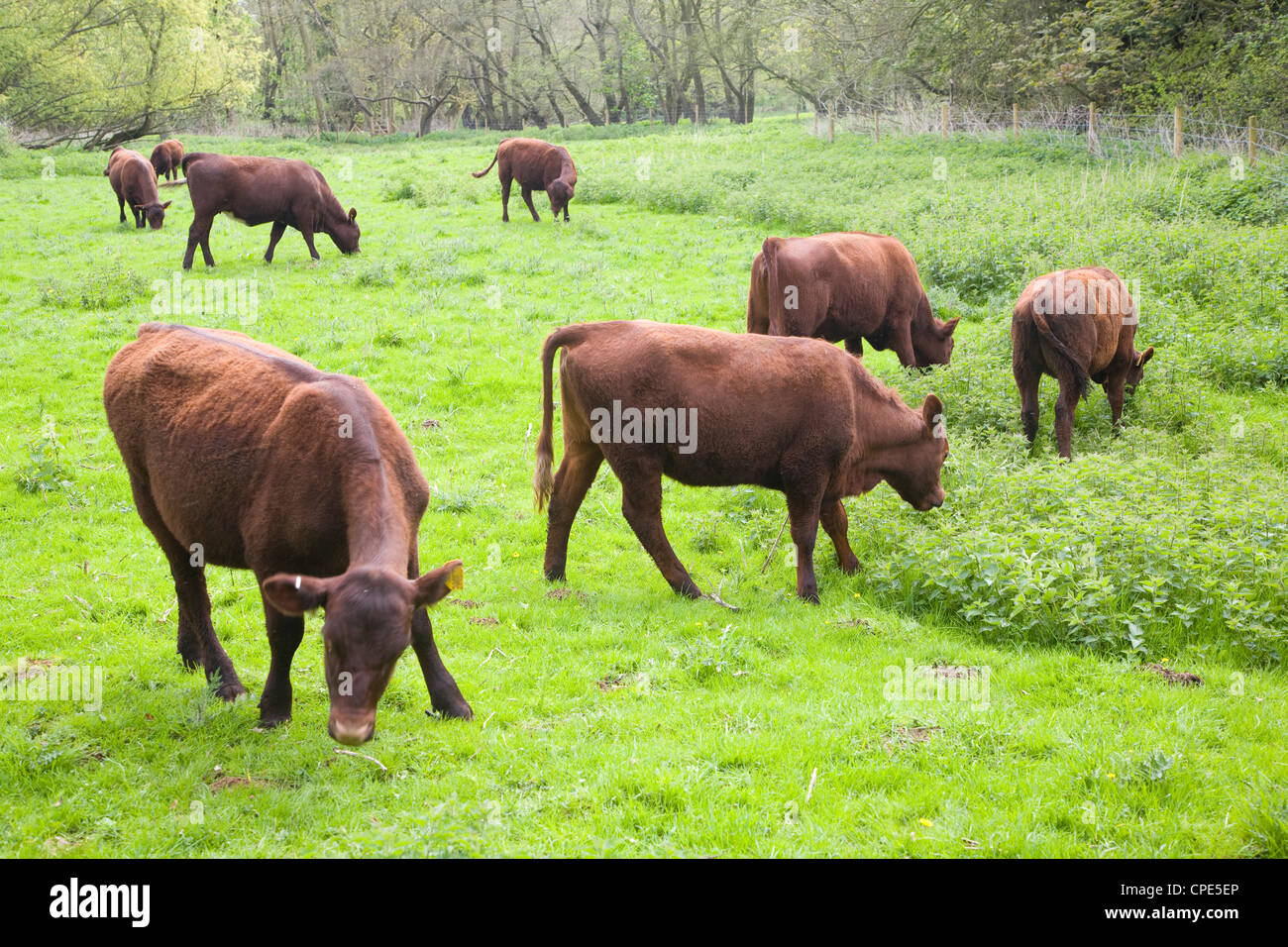 I vitelli red poll bestiame pascola nel prato erboso, Sutton, Suffolk, Inghilterra Foto Stock