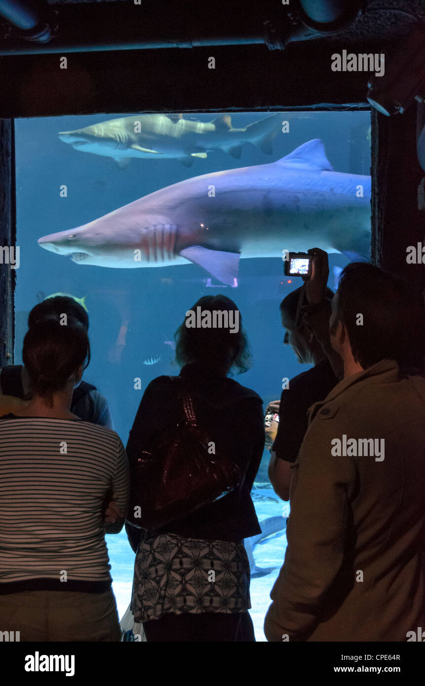 Guardare la gente uno squalo nel Sea Life London Aquarium Foto Stock