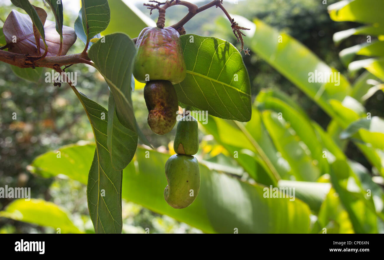 Amazon Brasile anacardi Apple con kernel dado sulla punta del 'pseudo frutta  Foto stock - Alamy