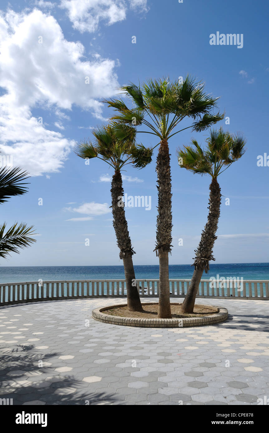 Tre alberi di palma, Almunecar, Costa Tropical, provincia di Granada, Andalusia, Spagna, Europa Foto Stock