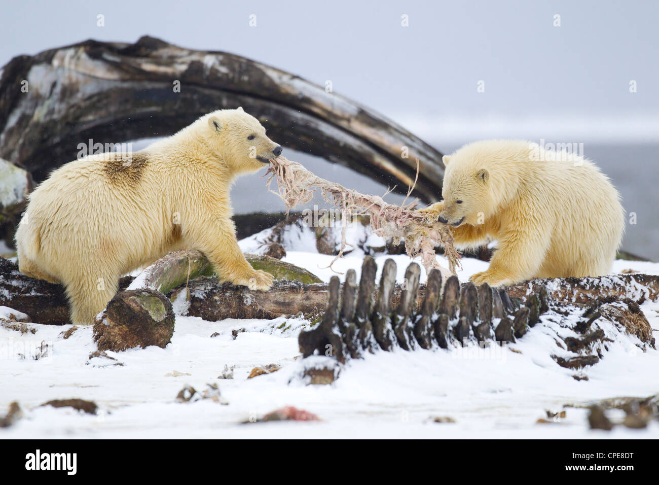 Orso polare Ursus maritimus cubs stanno lottando per la Bowhead carne di balena a Kaktovik, Arctic nel mese di ottobre. Foto Stock