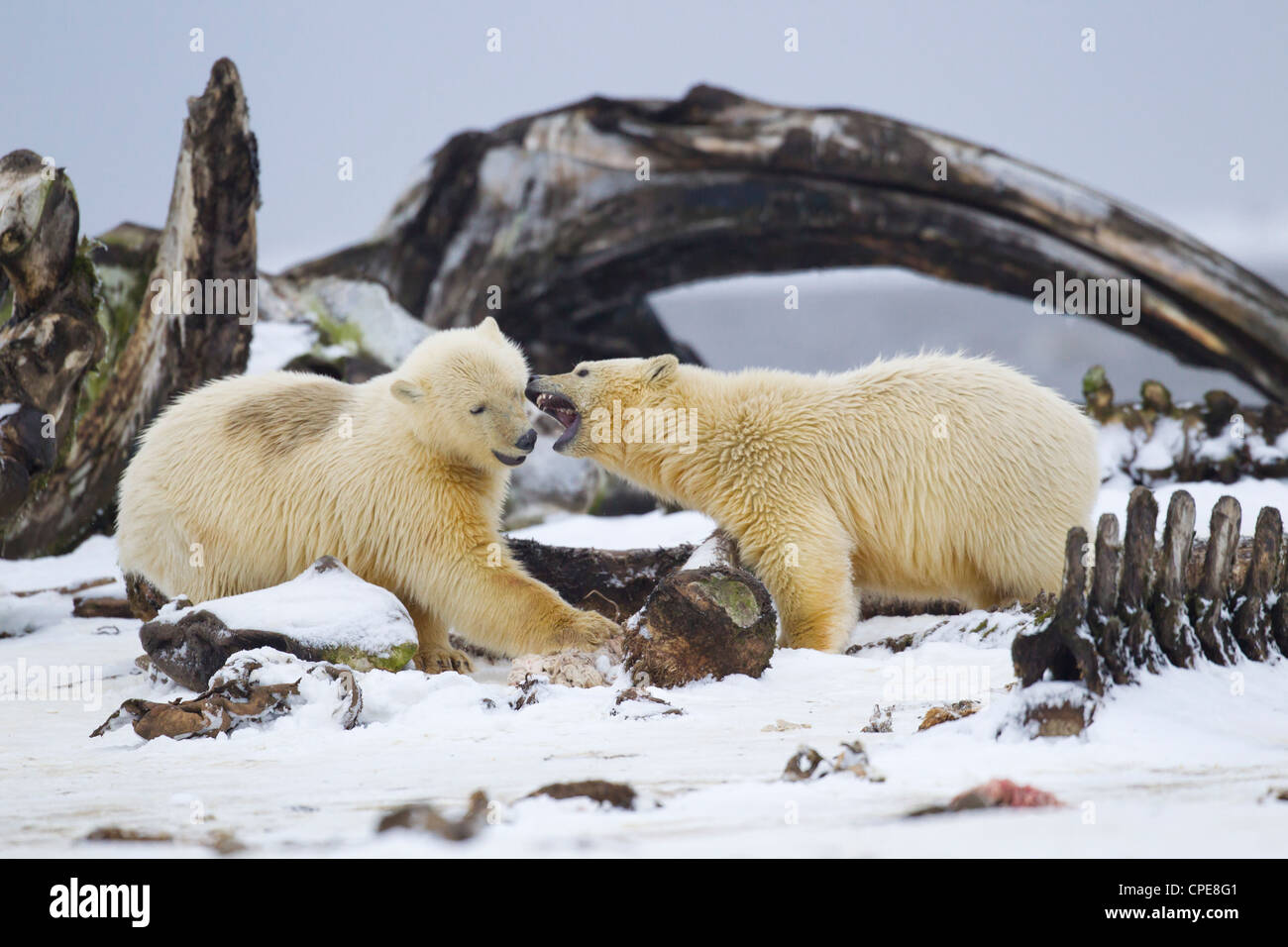 Orso polare Ursus maritimus cubs stanno lottando per la Bowhead carne di balena a Kaktovik, Arctic nel mese di ottobre. Foto Stock