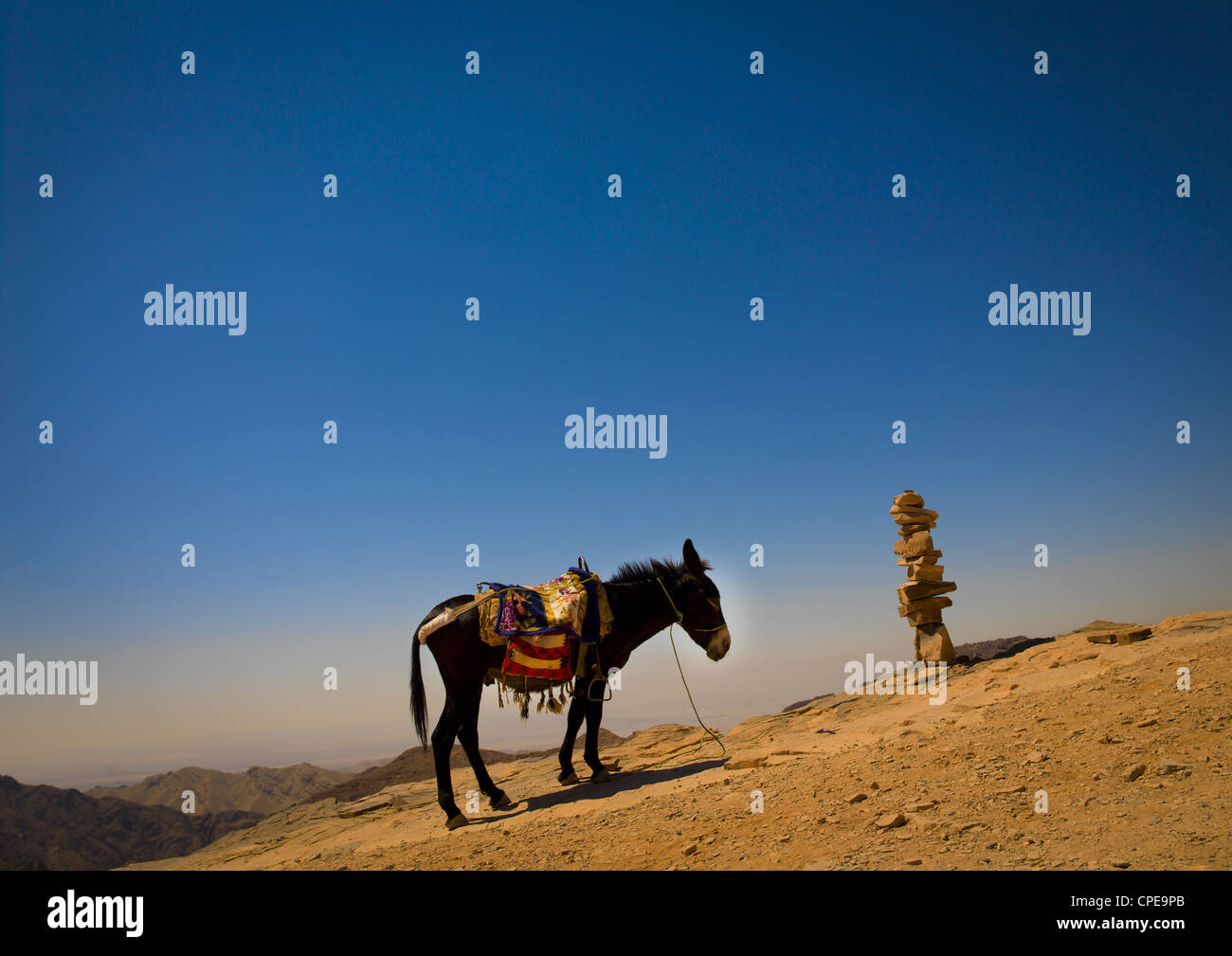 Asino in Petra, Giordania Foto Stock