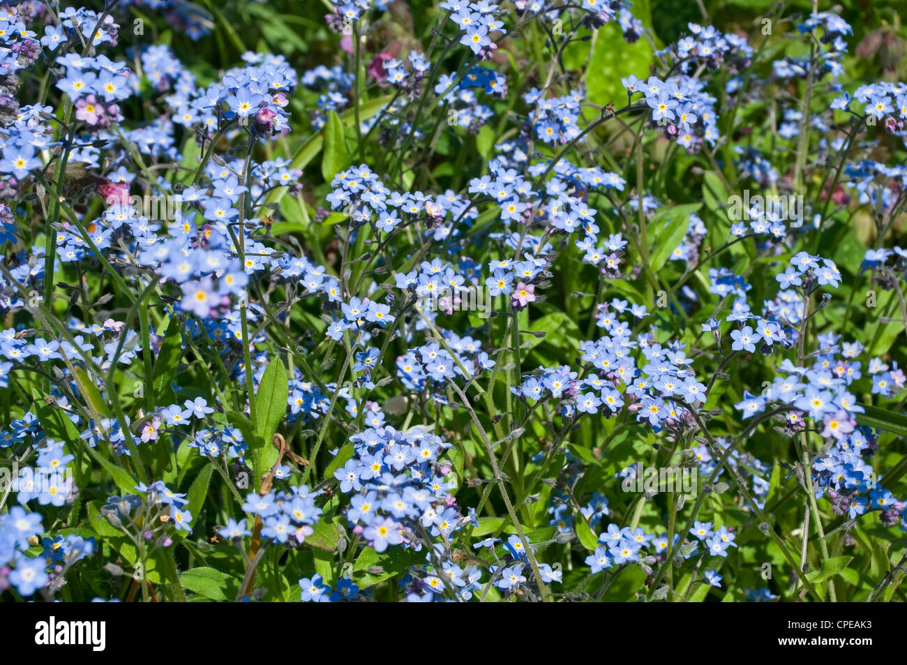 Primo piano di blu Forget me nots fiori fioritura in un giardino cottage inglese Inghilterra Regno Unito GB Gran Bretagna Foto Stock