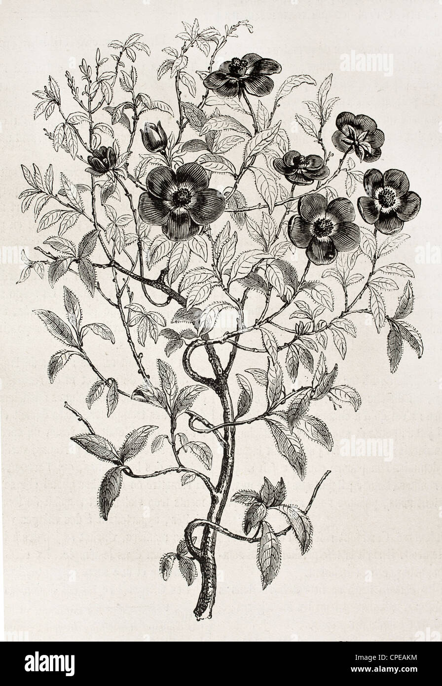 Cisto fioritura vecchio illustrazione (Cistus creticus), arbusto perenne della regione mediterranea Foto Stock