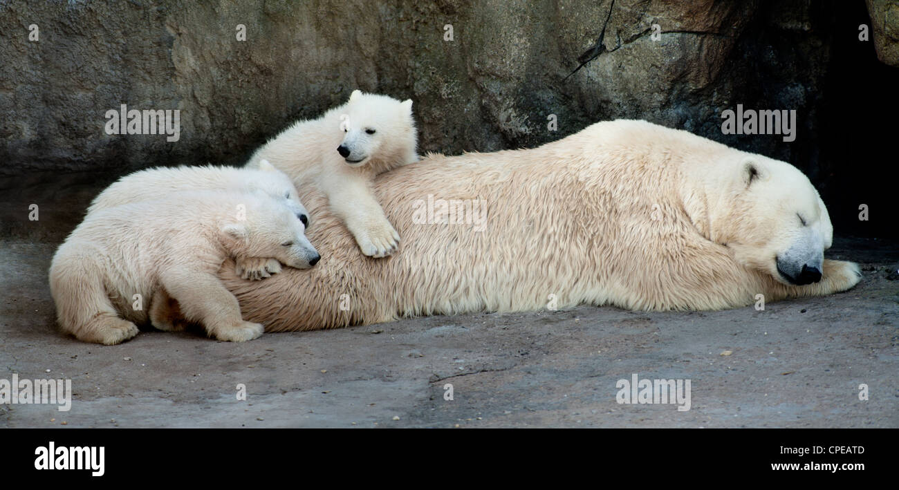 Ella polare-bear avente un resto con tre piccoli cuccioli di orso Foto Stock
