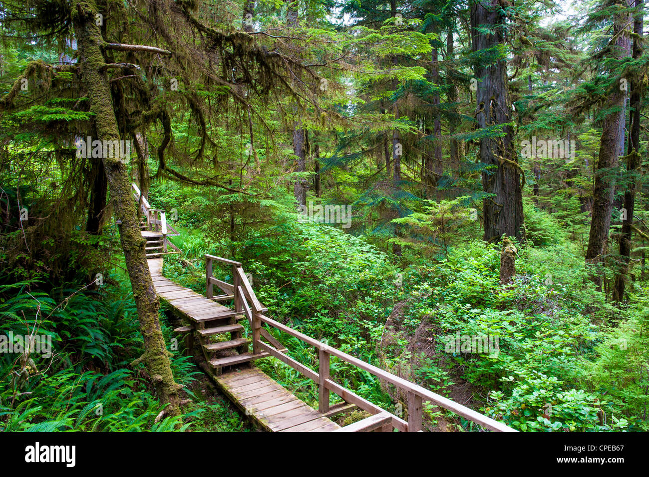 Sentiero forestale sull'Isola di Vancouver, Canada Foto Stock