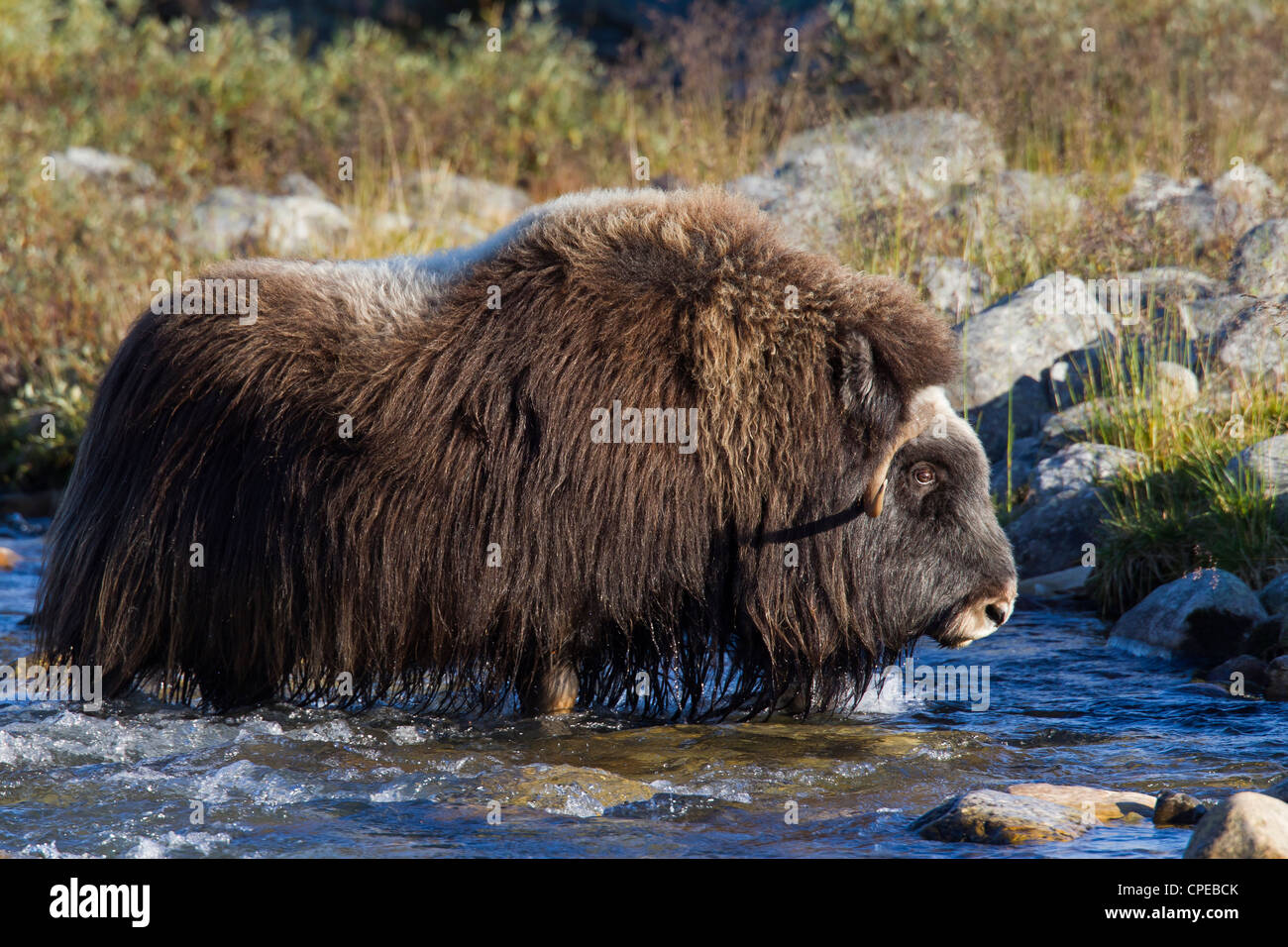 Muskox (Ovibos moschatus) femmina Varcando il fiume sulla tundra in autunno, Dovrefjell-Sunndalsfjella National Park, Norvegia Foto Stock