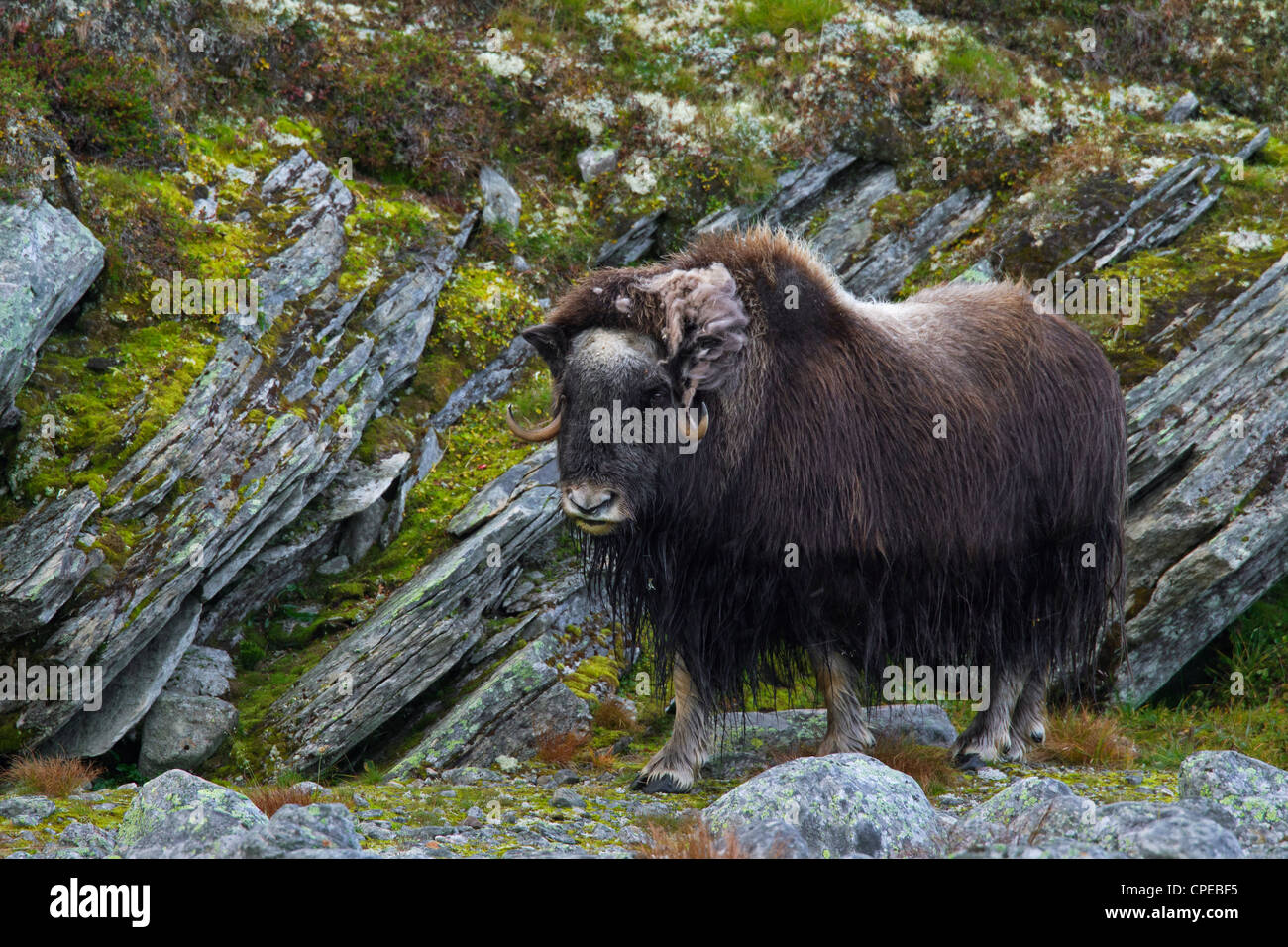 Muskox (Ovibos moschatus) femmina sulla tundra in autunno, Dovrefjell-Sunndalsfjella National Park, Norvegia Foto Stock