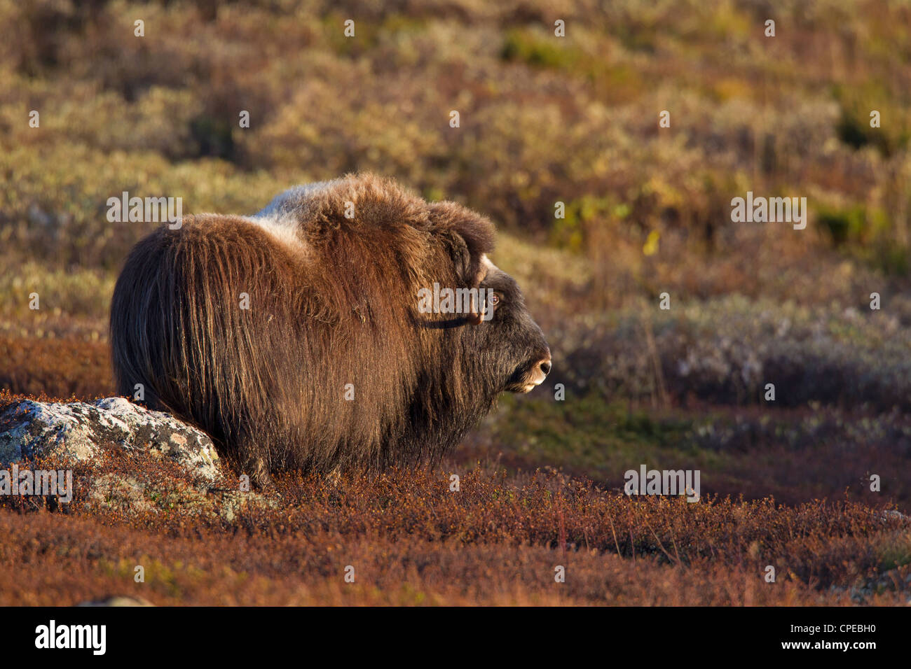 Muskox (Ovibos moschatus) femmina sulla tundra in autunno, Dovrefjell-Sunndalsfjella National Park, Norvegia Foto Stock