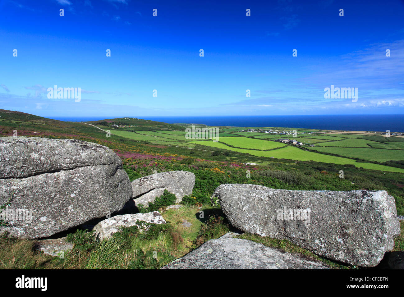 Ginestre ed erica Erica, Trevalgan Village, St Ives town, Cornwall County; Inghilterra; Regno Unito Foto Stock