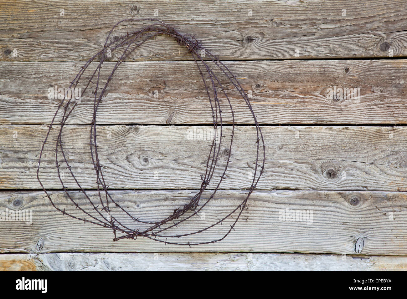 Rusty filo spinato bobina appesa su di un legno stagionato muro del granaio Foto Stock