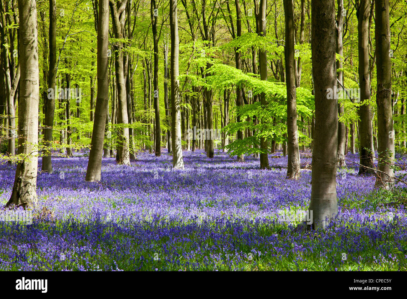 Pezzata del sole cade attraverso il fresco verde fogliame di un legno di faggio delle Bluebells in Inghilterra, Regno Unito Foto Stock