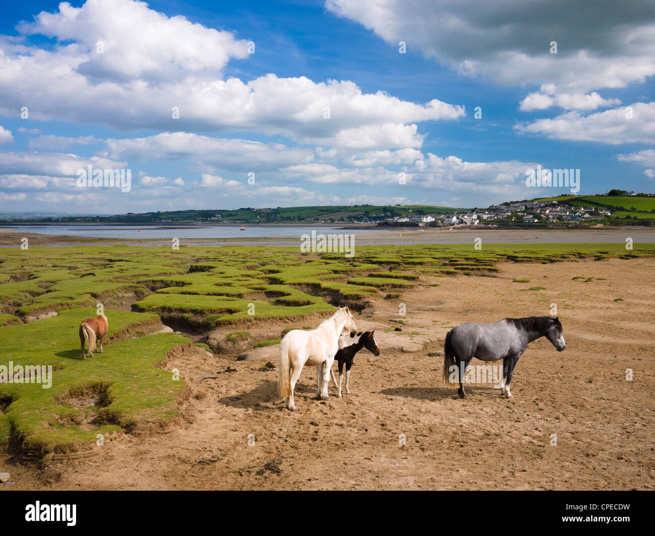 Ponies on Skern Salt Flats visto da Northam Burrows Country Park con Appletore in lontananza, Devon, Inghilterra. Foto Stock
