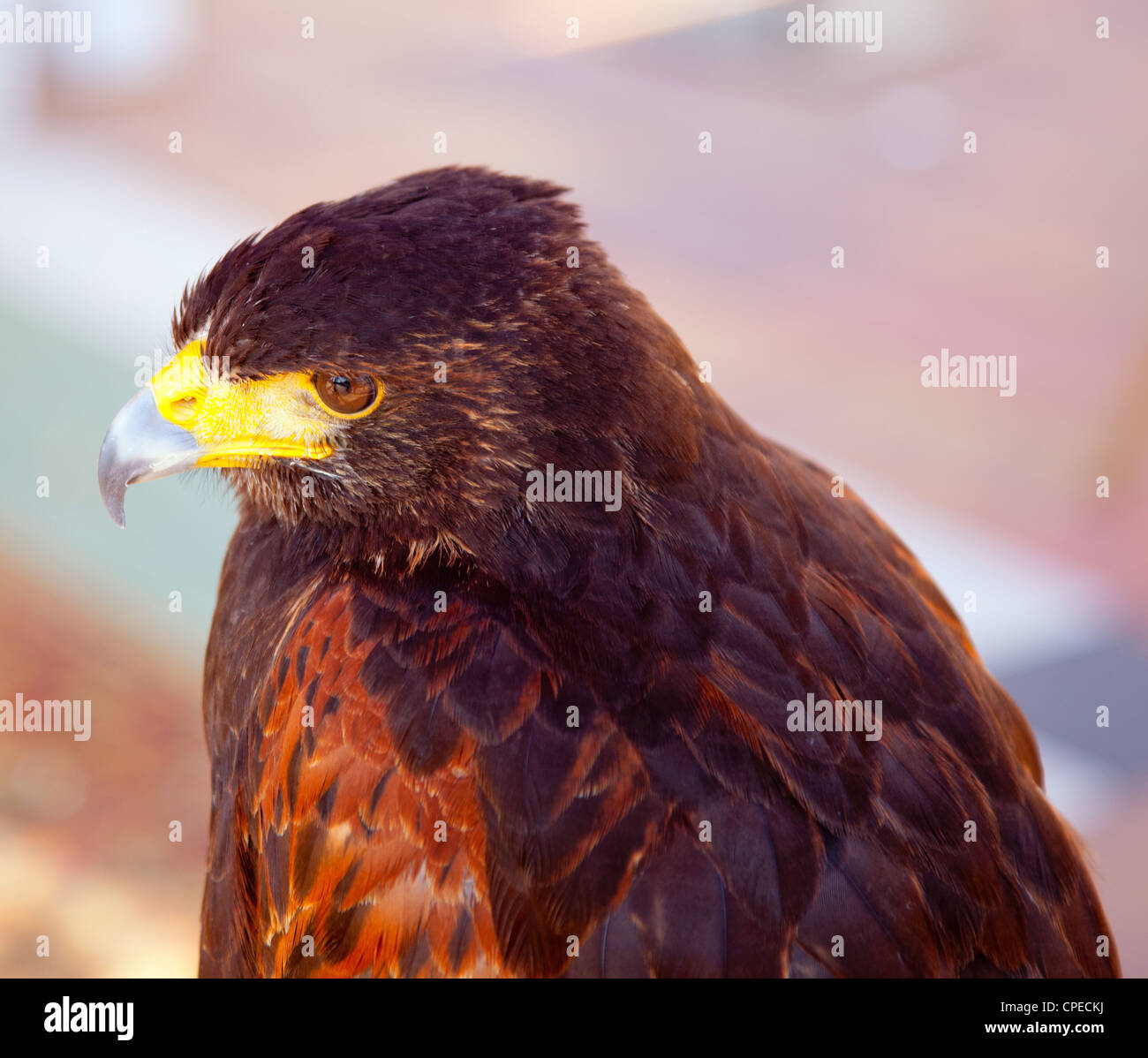 Aquila nipalensis steppa profilo eagle in golden la luce del tramonto Foto Stock