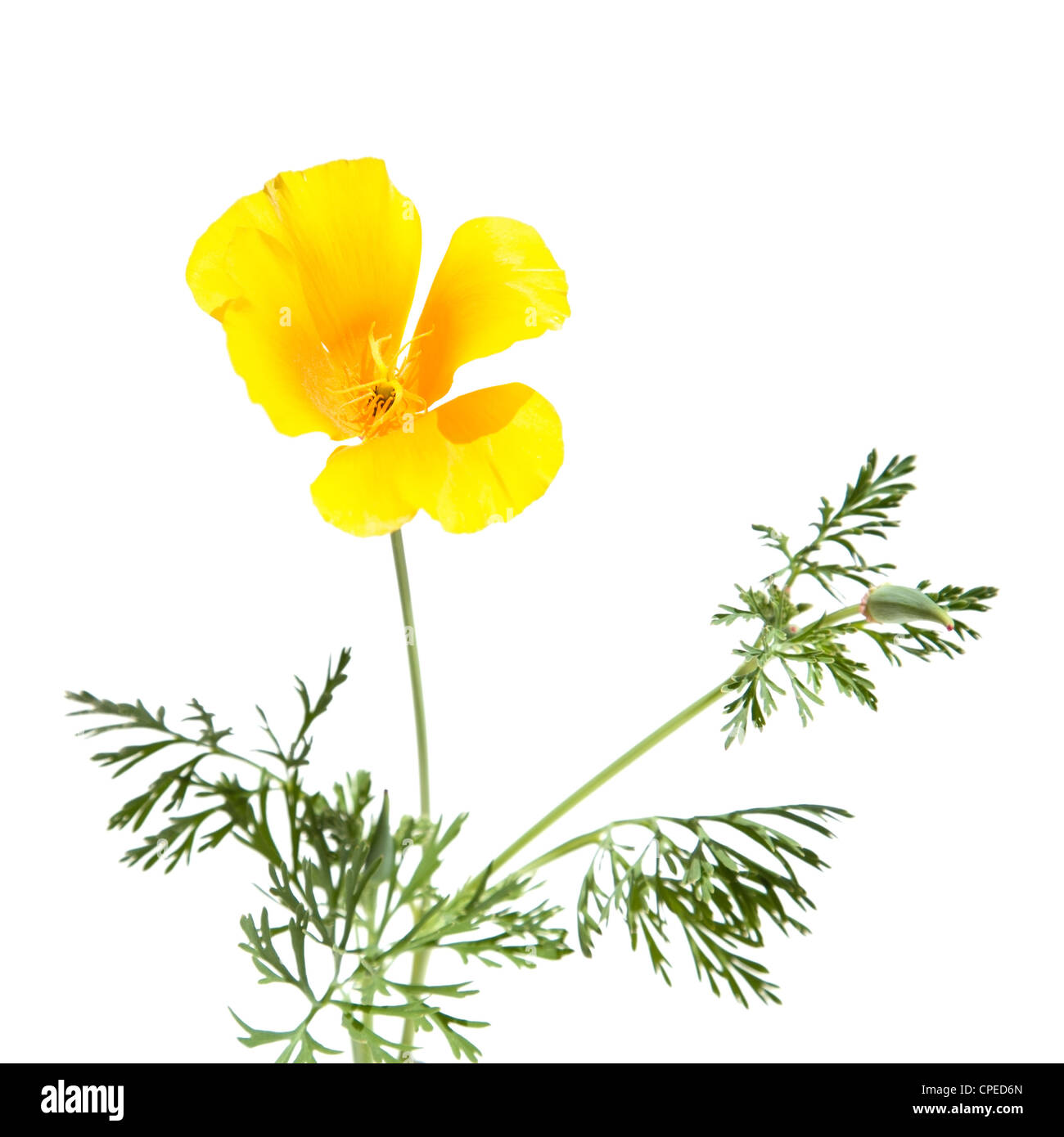 Papavero californiano, Eschscholzia californica, isolato su bianco Foto Stock