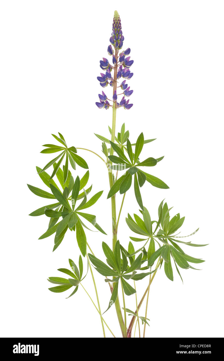 Fiore di lupino con foglie su bianco Foto Stock