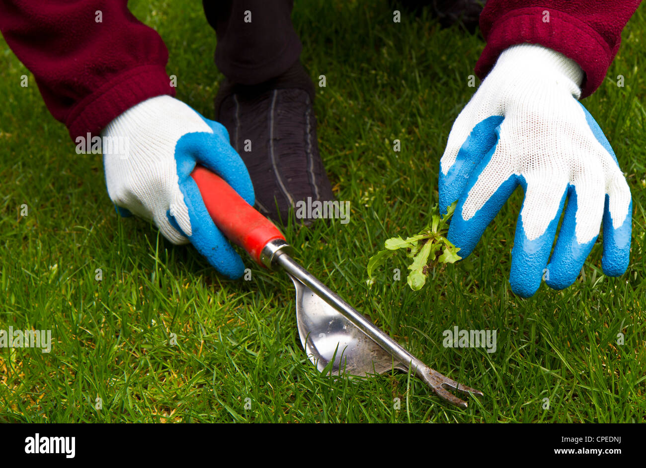 Lato attrezzo di erbaccia, guanti e effettiva tirata di erbaccia Foto Stock