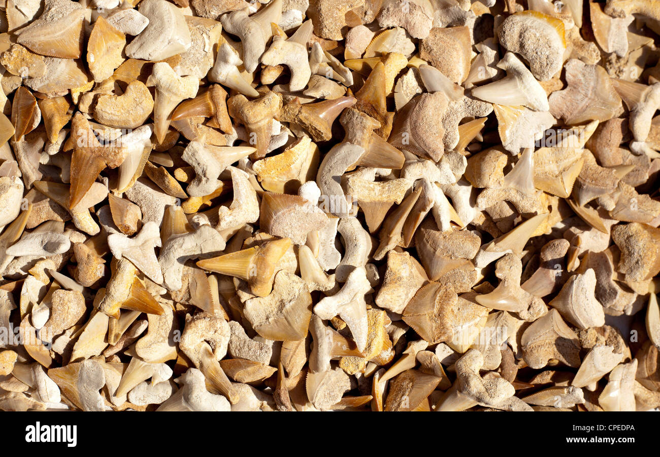Fossile di denti di squalo e quelli reali in una raccolta Foto Stock