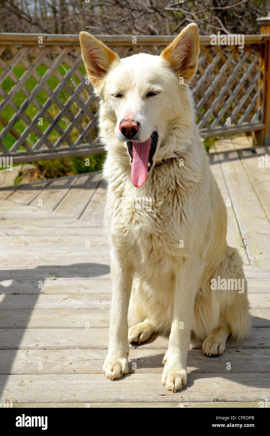 Tedesco femmina Shepard, Husky cross Foto Stock