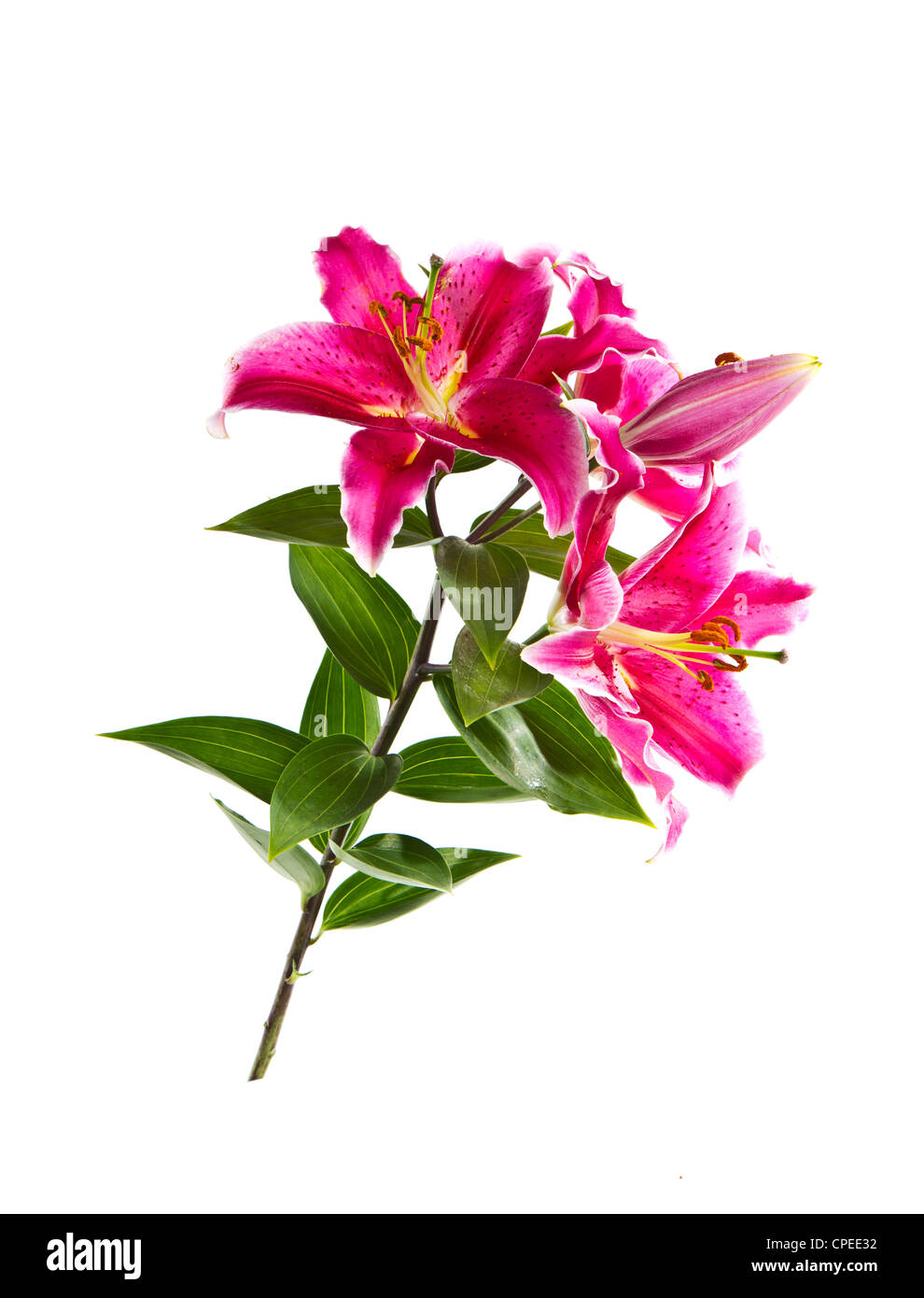 Wild fire tiger lily su sfondo bianco Foto Stock