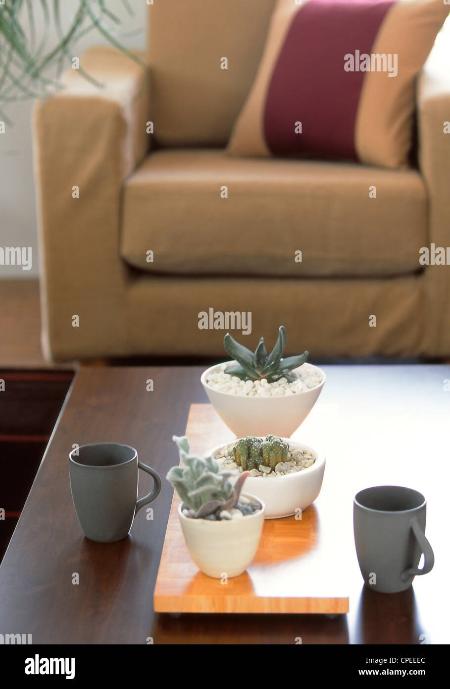 Tazze e piccole piante in vaso sul tavolo Foto Stock