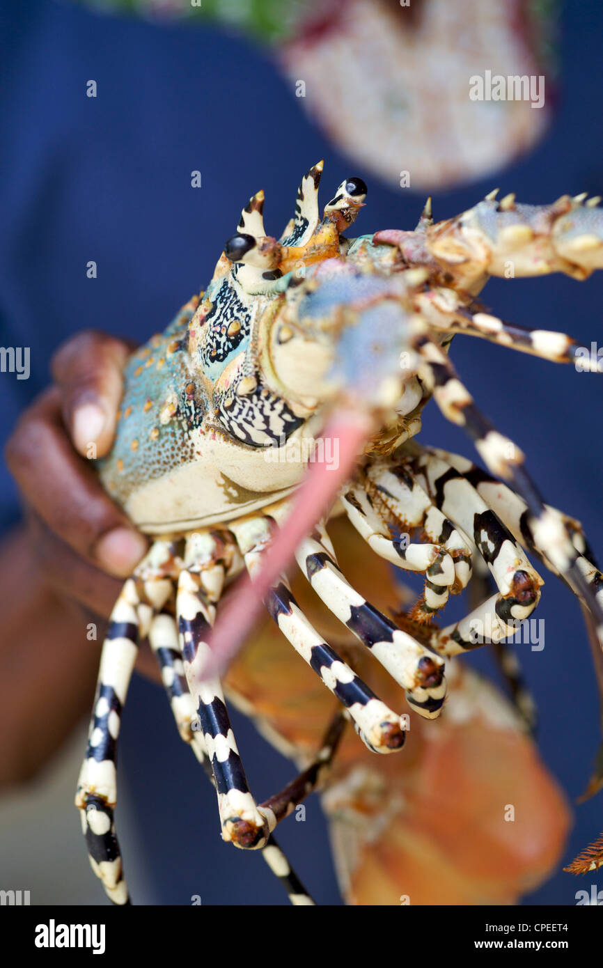 Aragosta fresca a Guludo beach lodge nel Quirimbas National Park nel nord del Mozambico. Foto Stock