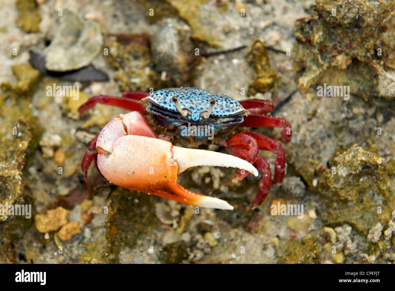 Colorato fiddler crab su ibo isola nell'arcipelago Quirimbas al largo delle coste del nord del Mozambico. Foto Stock