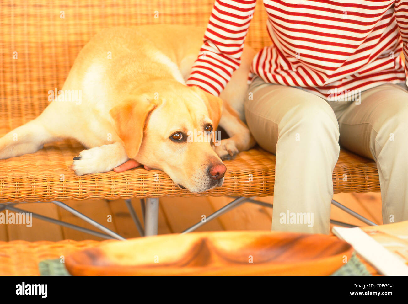 La sezione centrale della donna seduta con il suo Golden Labrador a casa Foto Stock