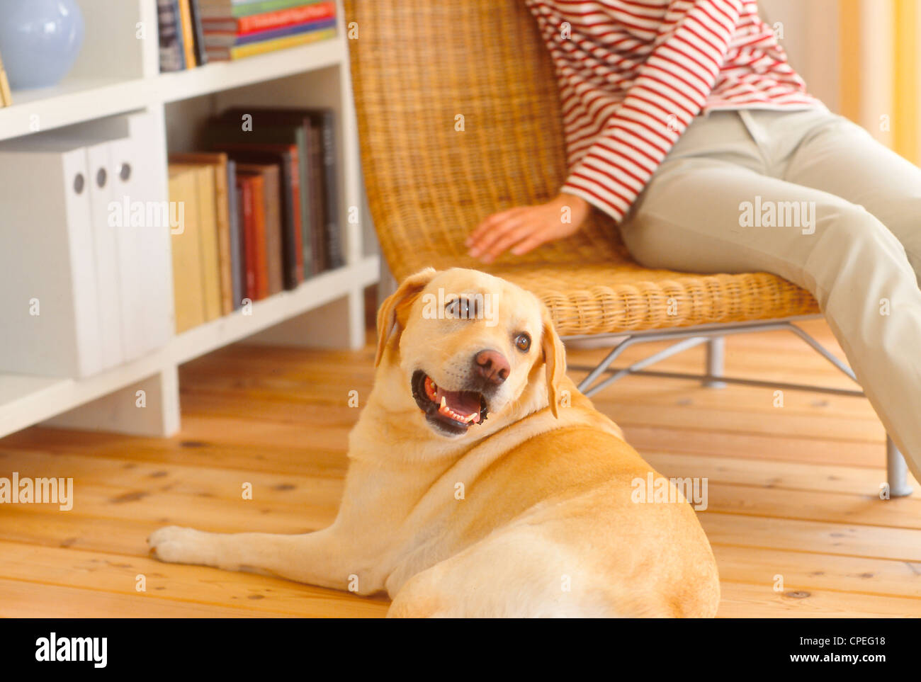 La sezione centrale della donna seduta con il suo Golden Labrador a casa Foto Stock
