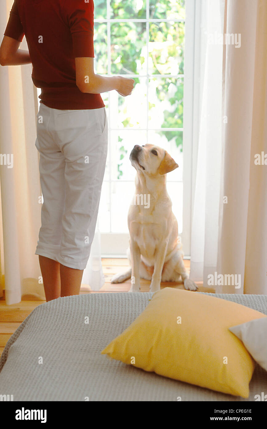 Giovani donne con il suo Golden Labrador a casa Foto Stock