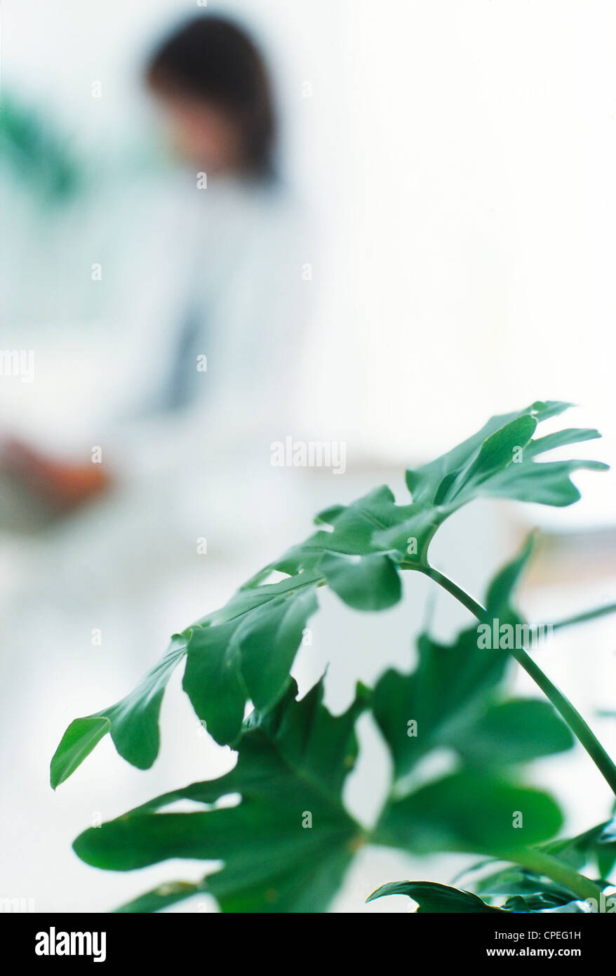 Houseplant in primo piano la messa a fuoco e la donna in background Foto Stock