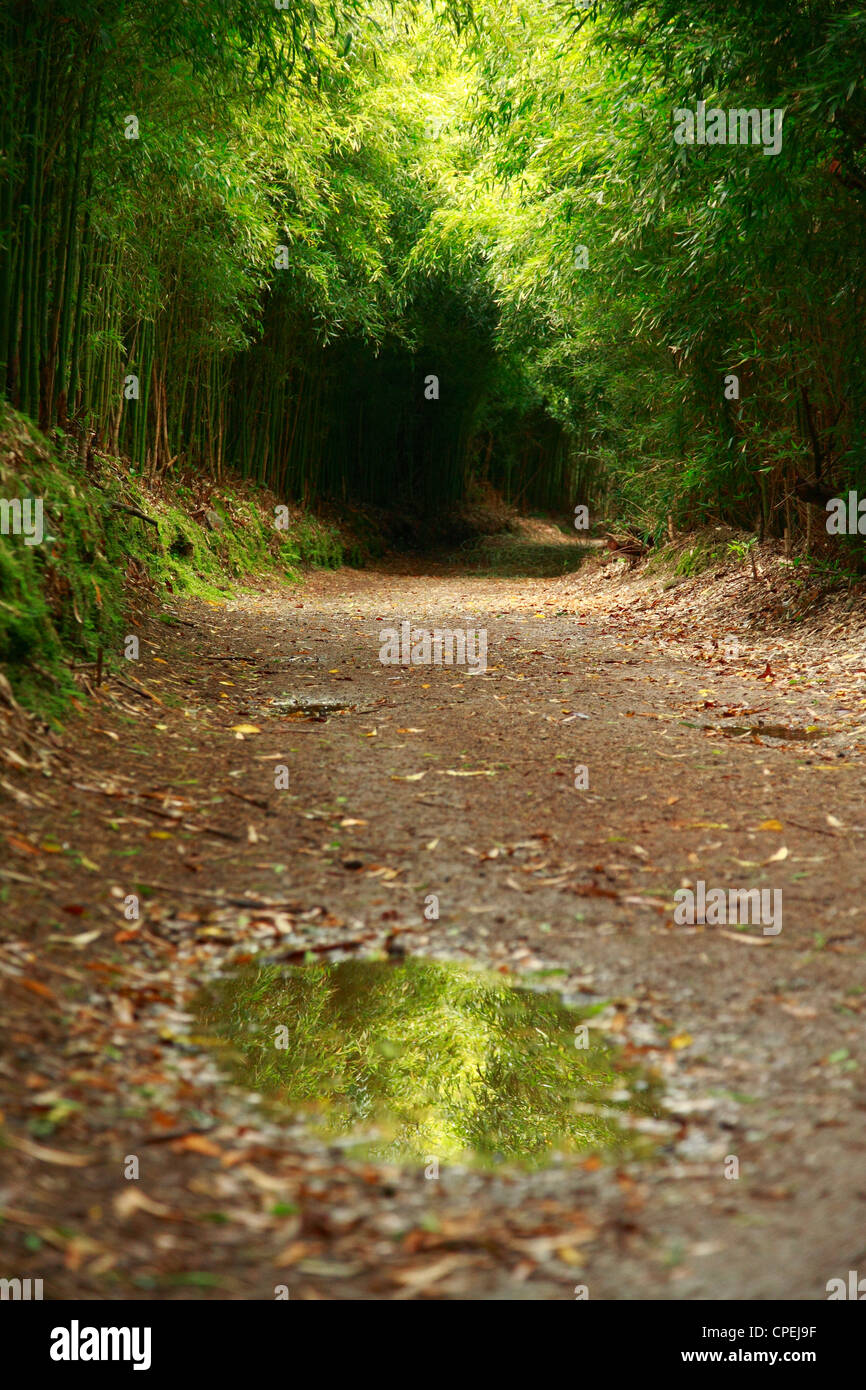 Pozza d'acqua nel percorso pedonale circondata da bambù. Furnas, Sao Miguel, isole Azzorre Foto Stock