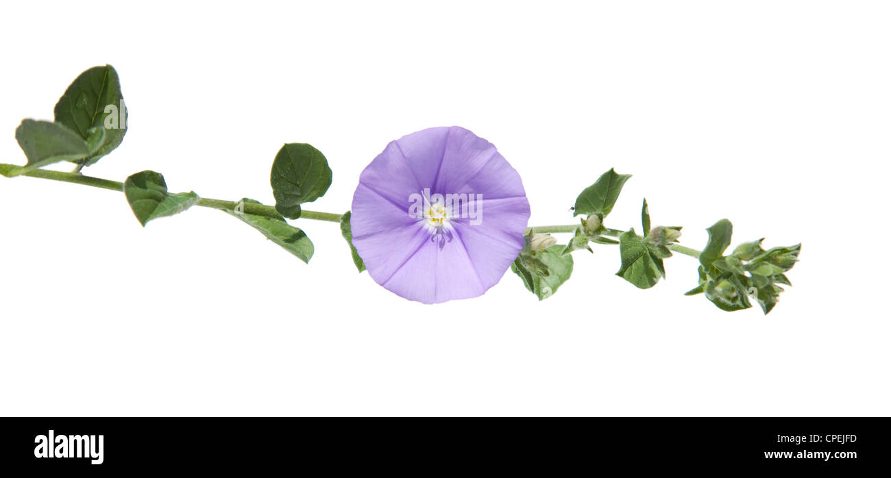 Convolvulus sabaitus vine su bianco Foto Stock