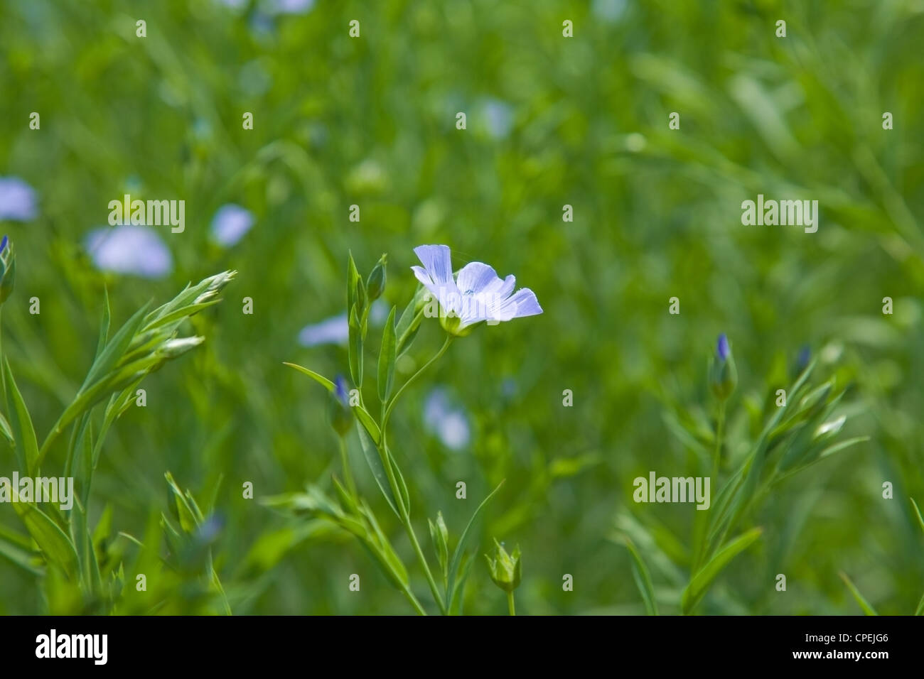 Piante di lino (Linum usitatissimum) Foto Stock