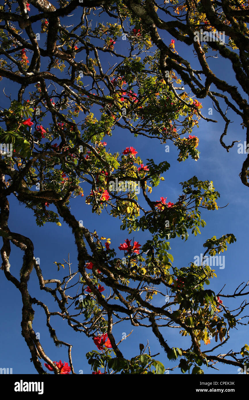 Beauiful albero con rami e fiori in sfondo blu Foto Stock