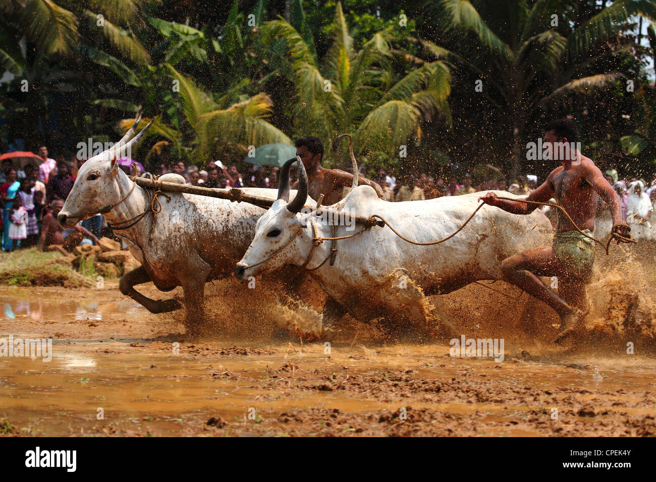 Antica corsa di toro in kerala.animale e l'uomo che competono insieme.animale corsa nel fango (Maramady).Man conflitto animale in India. Foto Stock