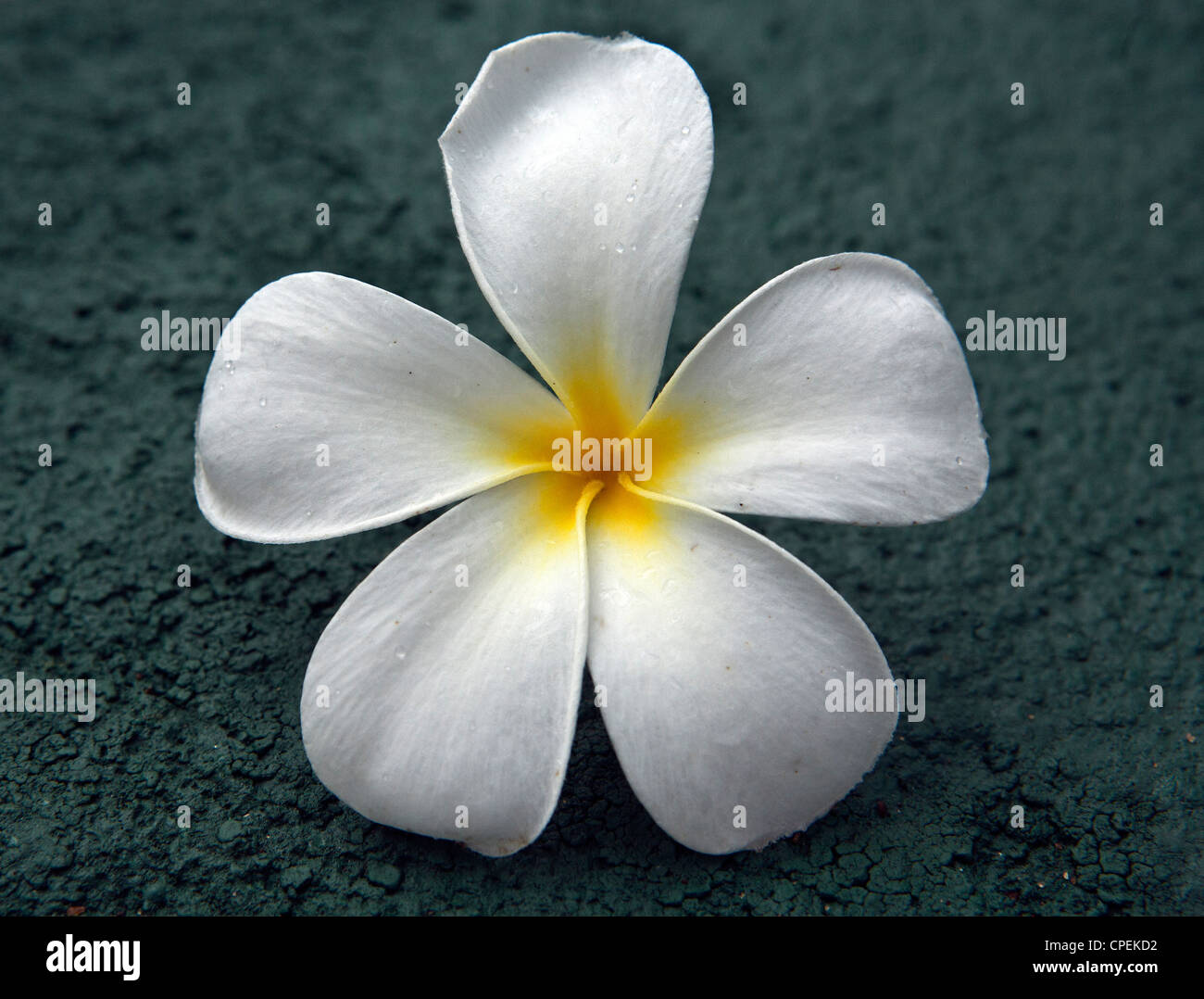 Close up Araliya flower Plumeria obtusa Sri Lanka Foto Stock Close up Araliya flower Plumeria obtusa Sri Lanka Foto Stock
