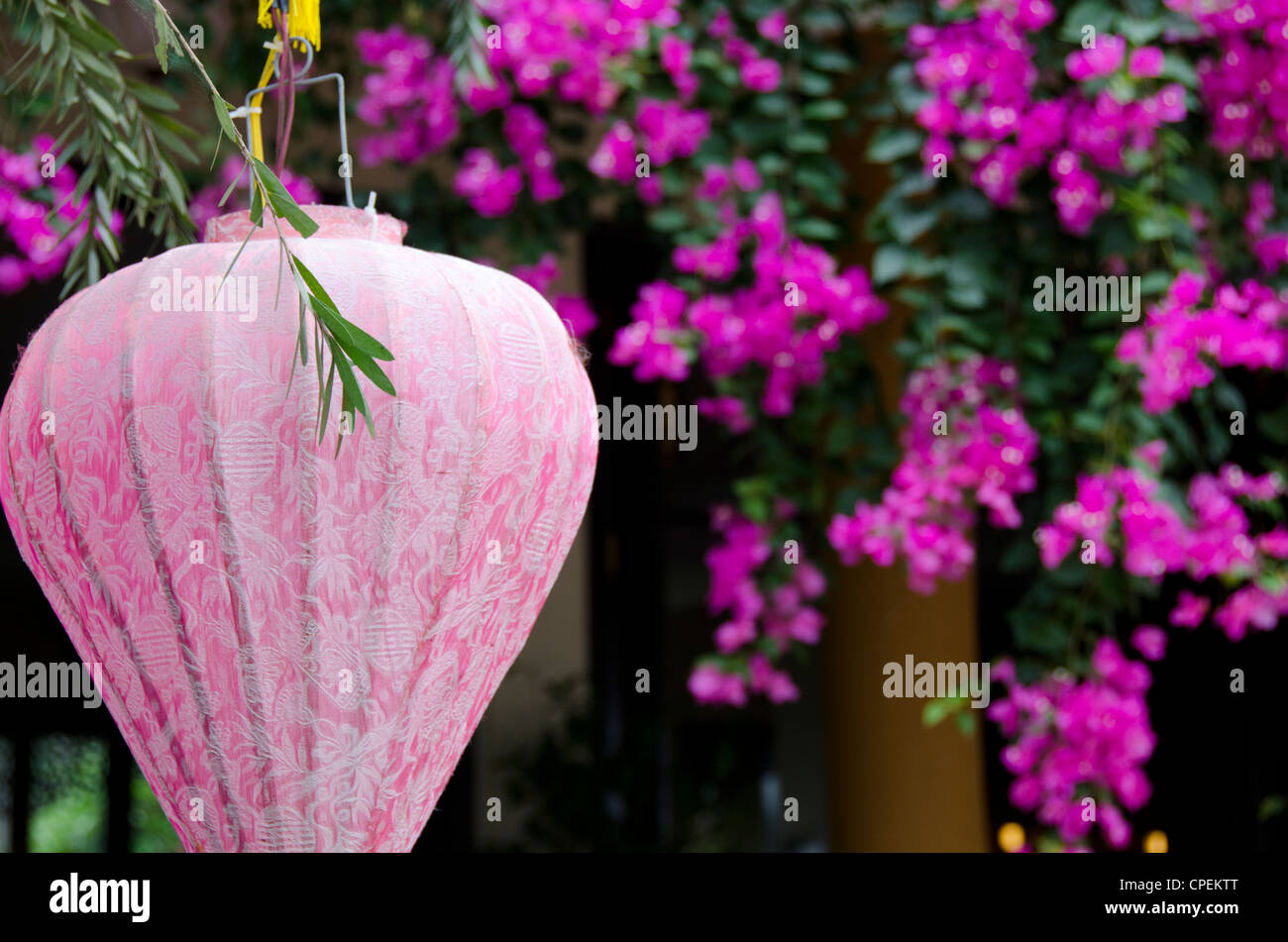Il Vietnam, da nang area, nel centro storico della città di Hoi An. tradizionali asiatici giardino con colorate lanterne pendenti & rosa bougainvillea. Foto Stock