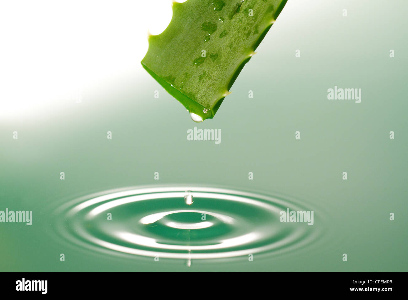 Goccia di gel in caduta dalla foglia di Aloe Vera Foto Stock