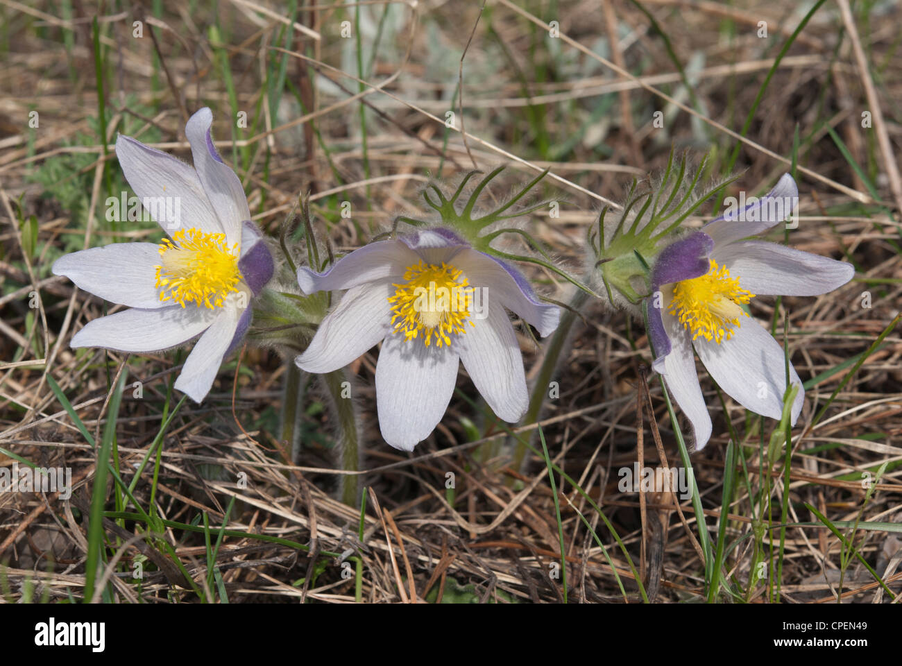 Tre fiori di "pasque-fiore (Pulsatilla patens, P. latifolia) Foto Stock