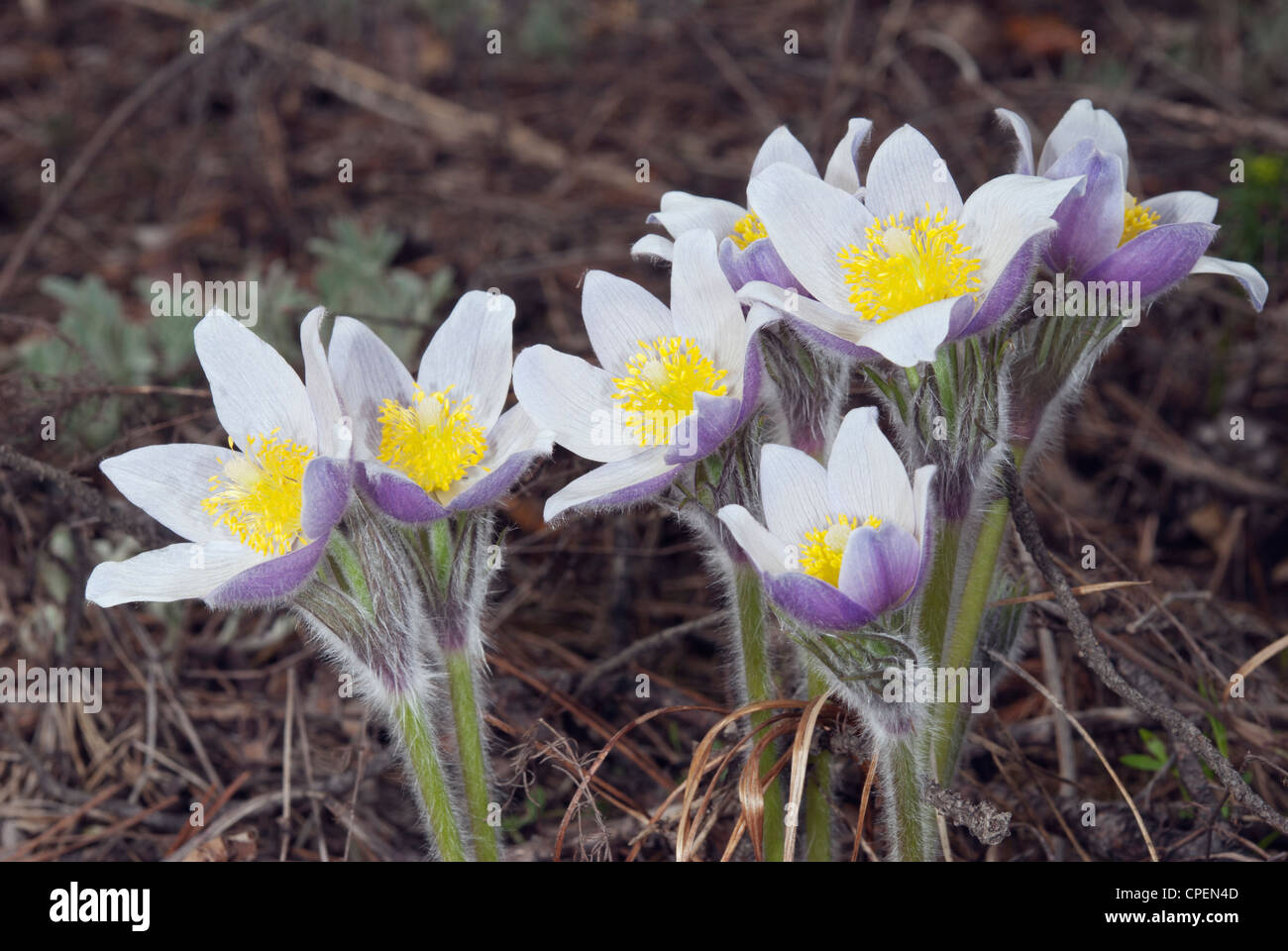 "Pasque-fiore (Pulsatilla patens, P. latifolia) Foto Stock