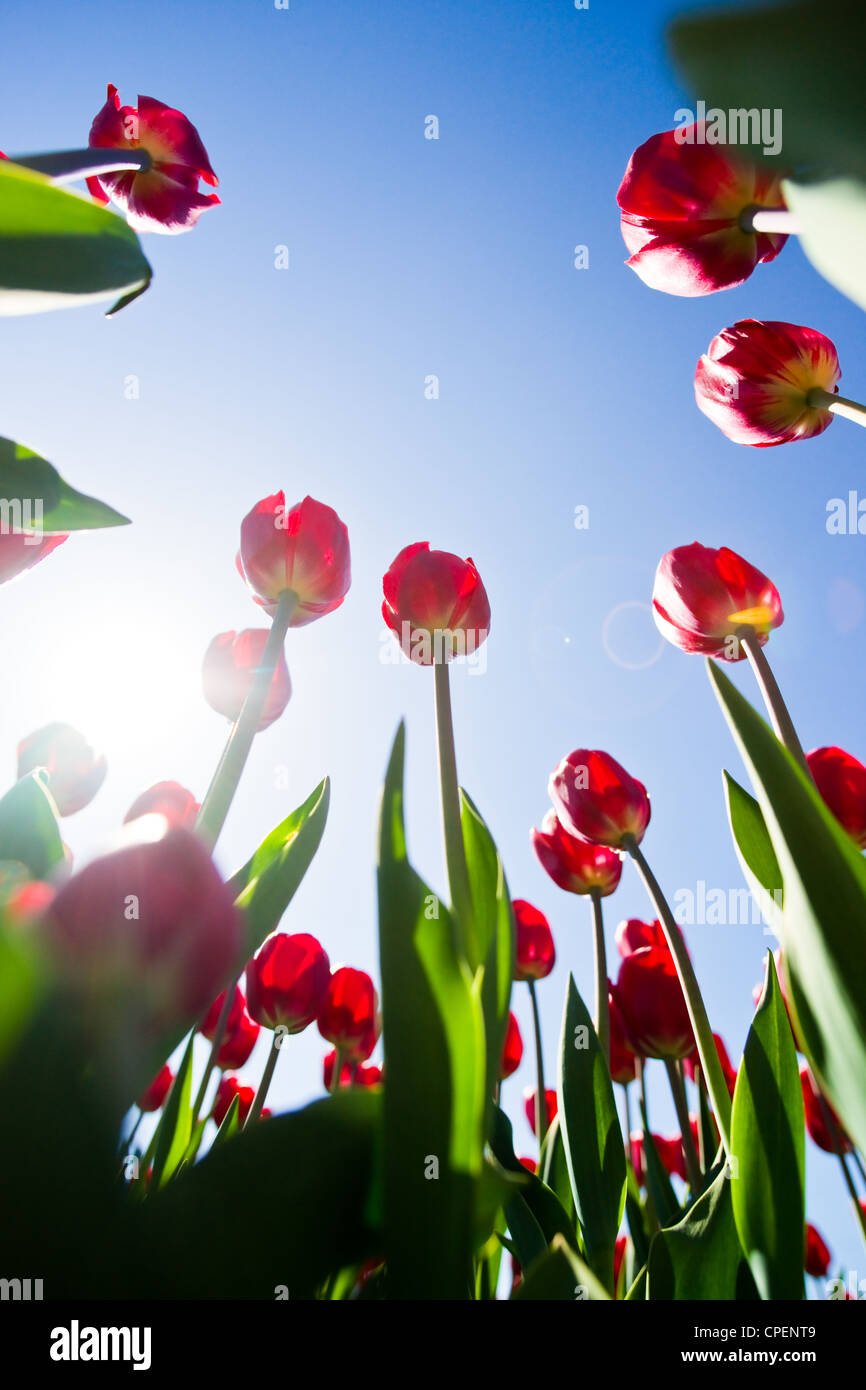 I tulipani colpo da sotto contro il cielo blu. Obiettivo grandangolare usato. Foto Stock