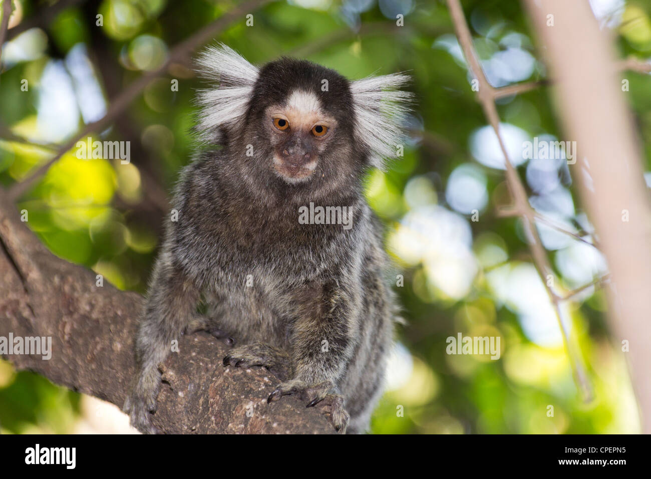 Marmoset comune (Callithrix jacchus) arroccato su un ramo d'albero a Fernando de Noronha, Brasile. Foto Stock