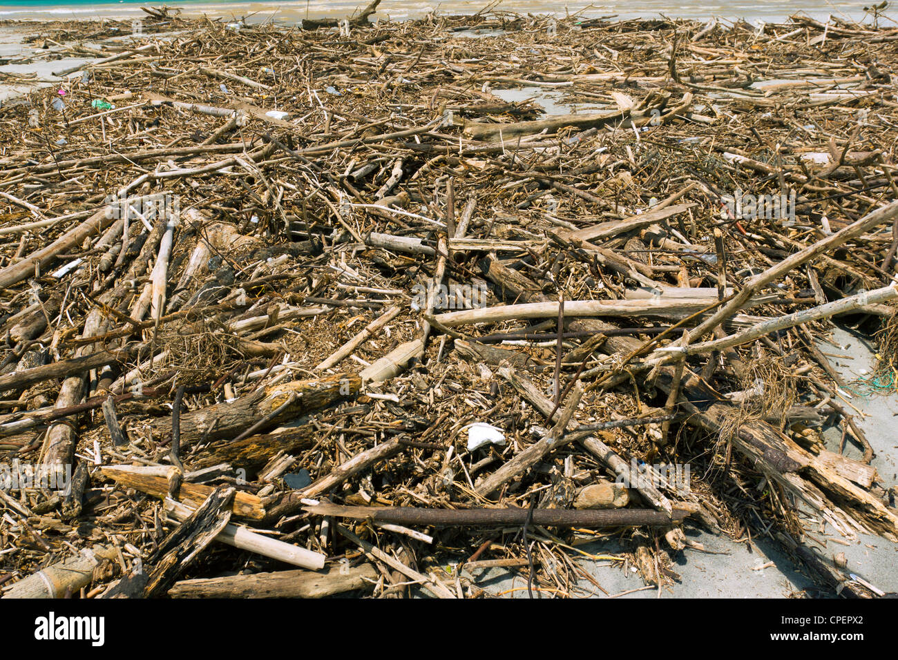 Driftwood su una spiaggia tropicale sulla costa del Pacifico in Ecuador Foto Stock