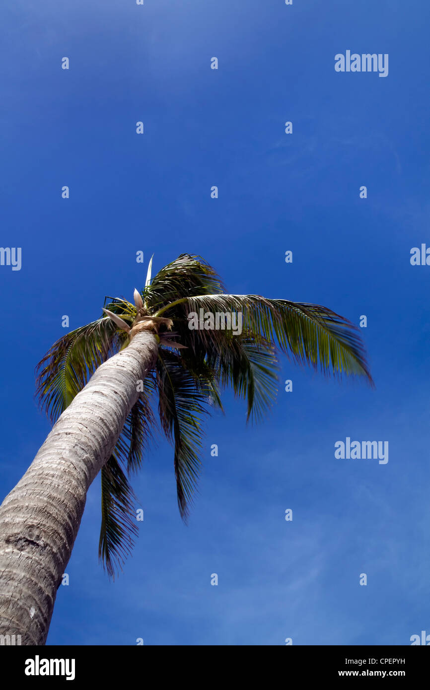 Un albero di palme al vento con un blu cielo molto nuvoloso Foto Stock