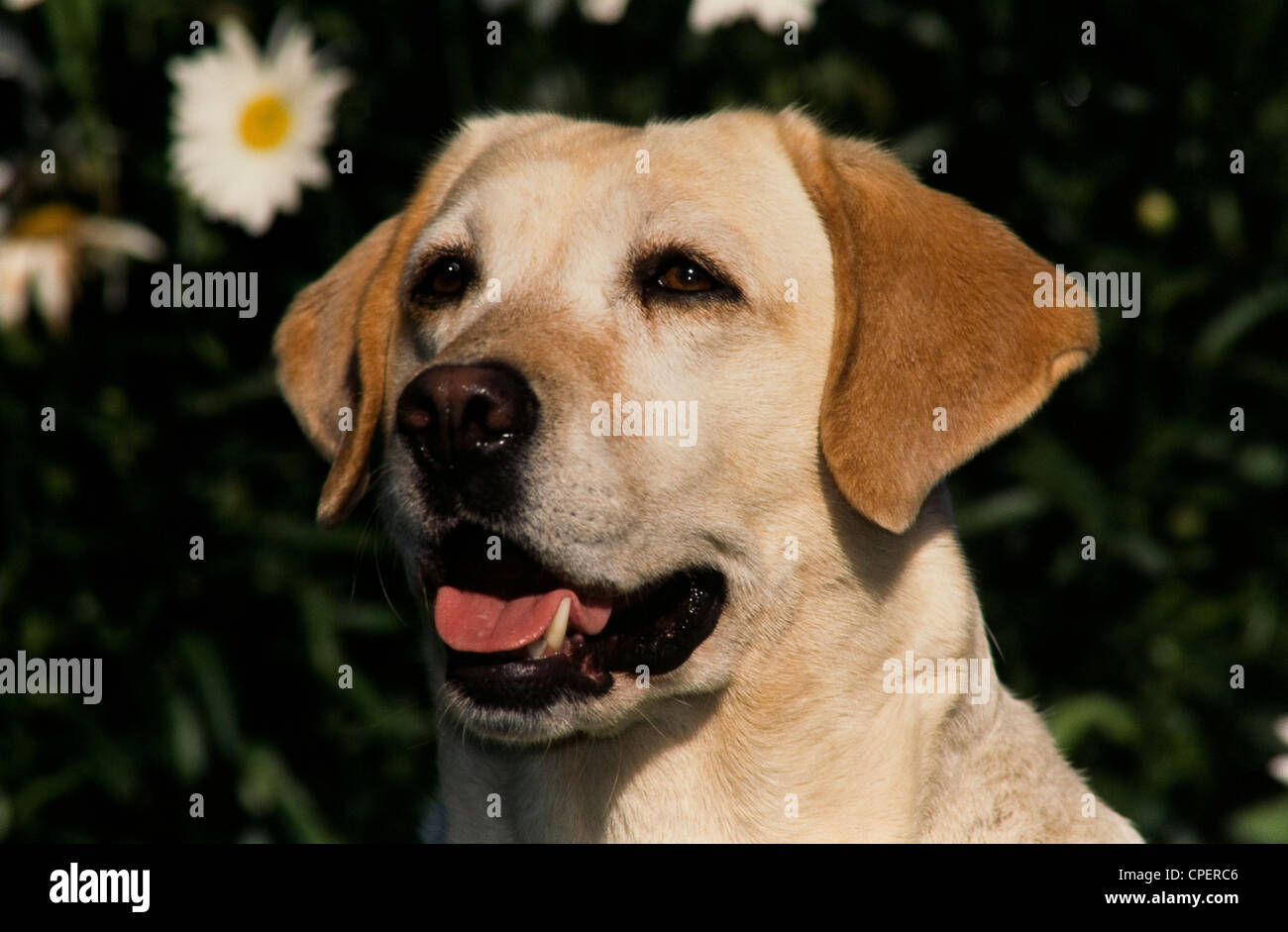 Giallo Labrador Retriever-colpo alla testa Foto Stock