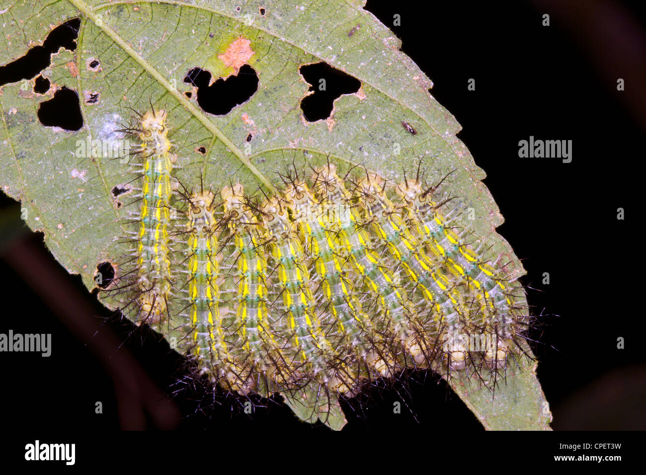 Gruppo di velenose Saturniid moth bruchi su una foglia nella foresta pluviale, Ecuador Foto Stock