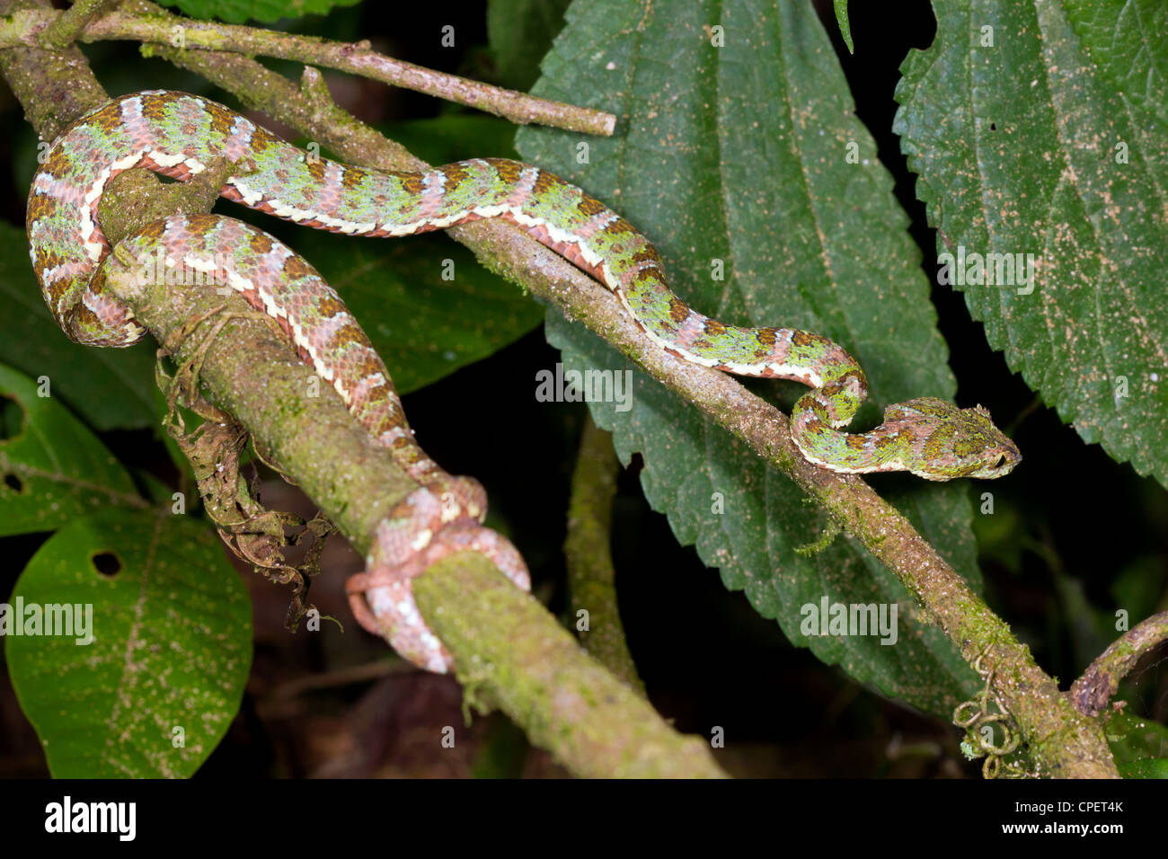 Tintura ciglia viper (Bothriechis schlegelii) un infame pitviper da Western Ecuador attivo nella foresta pluviale di notte Foto Stock